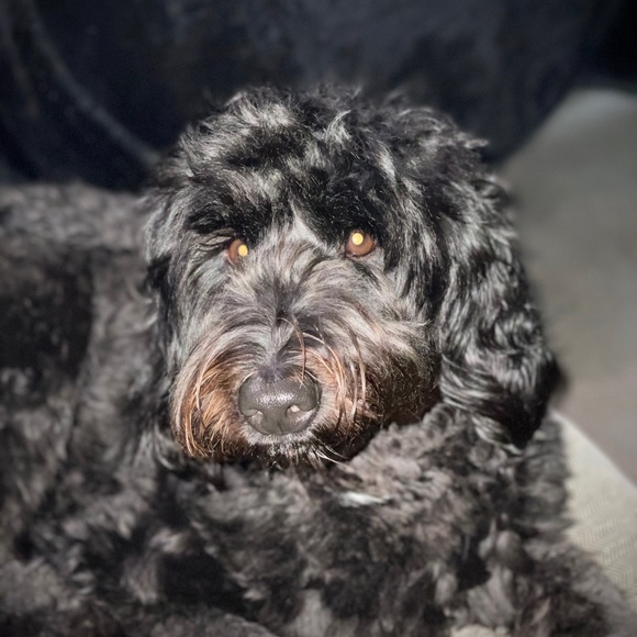 Meet your Posher, Rizwan - Picture 1 of 1